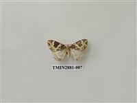 藏品(尺蛾609)的圖片